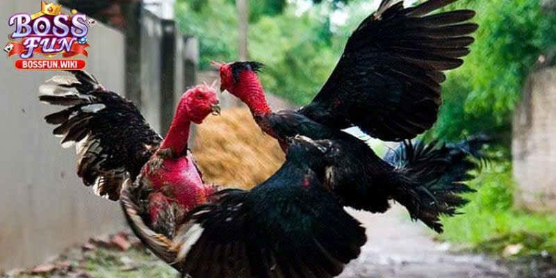 Cách Chơi Đá Gà Online BossFun – Hướng Dẫn Chi Tiết 1 Nắm vững cách chơi đơn giản và hiệu quả nhất