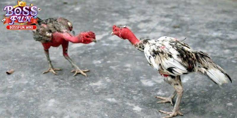 Cách Chơi Đá Gà Online BossFun – Hướng Dẫn Chi Tiết 2 Bí quyết chiến đấu đỉnh cao từ các chuyên gia